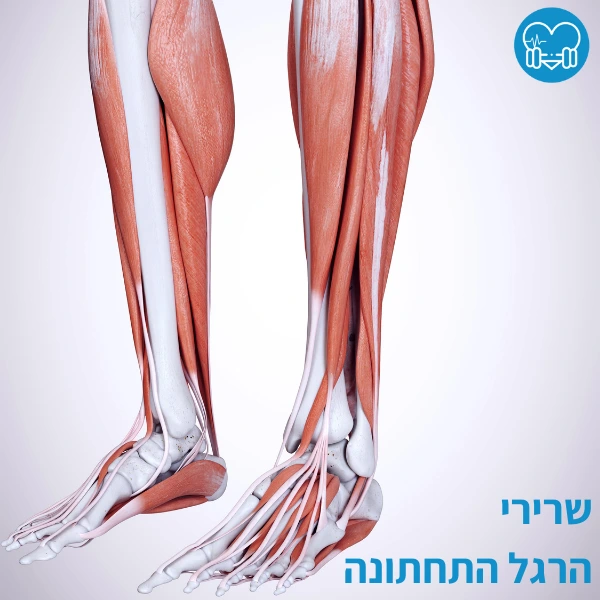 על איזה שרירים עובד אליפטיקל? - 💪 עדן זלמן: מאמנת כושר אישית באילת