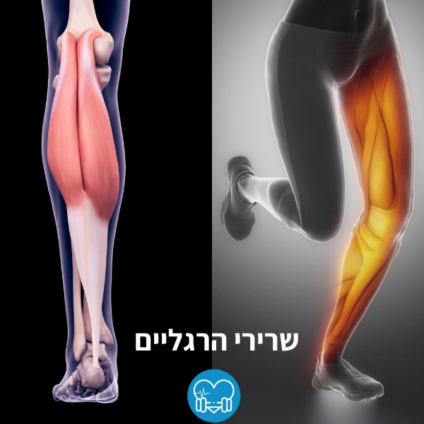 על איזה שרירים עובד אליפטיקל? - 💪 עדן זלמן: מאמנת כושר אישית באילת