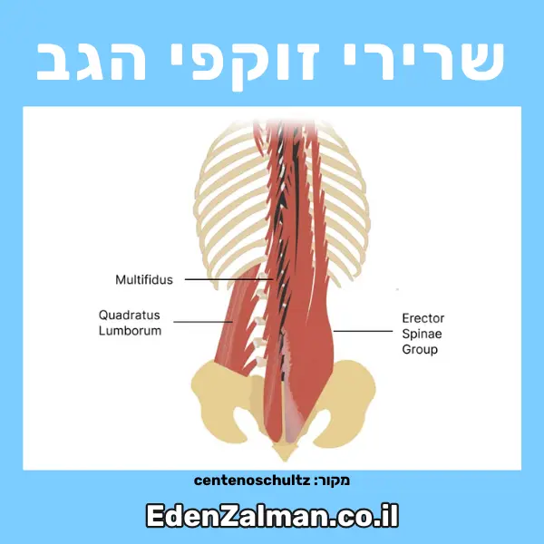 המדריך המלא לחיזוק שרירי הליבה - 💪 עדן זלמן: מאמנת כושר אישית באילת